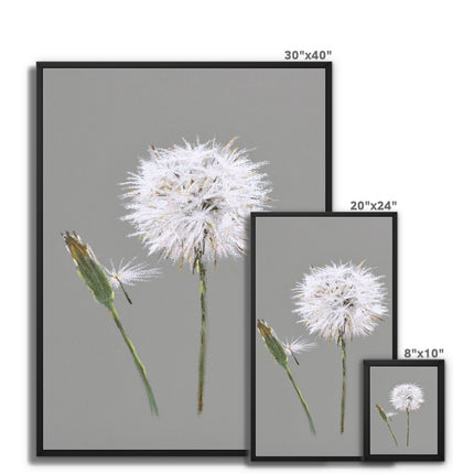 Dandelion seed head and bud fine art canvas prints with black frame. Different sizes. Ready to hang 