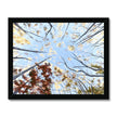 Autumn tree canopy artwork, fine art print in black frame. 