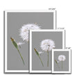 Minimalist, dandelion seed and bud art prints in white frame. Portrait format. Different sizes