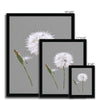 Minimalist, dandelion seed and bud art prints in black frame. Different sizes