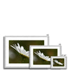 Single white daisy flower fine art prints with silver toned frame. Landscape orientation. Different sizes.