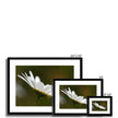 Single white daisy flower fine art prints with black frame and white mount. Landscape orientation. Different sizes.