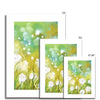 Dandelion seed heads and grasses fine art prints. Different sizes