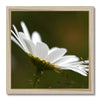 Single, wild, white daisy flower photographic fine art print with natural light wooden frame. Square.