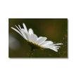 Wild White daisy flower, fine art canvas print, ready to hang