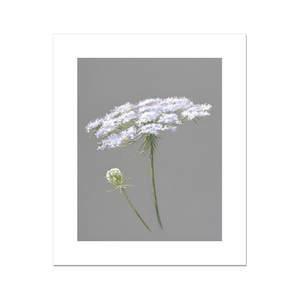 Queen Anne's Lace Flower fine art canvas print. Grey and White floral illustration, unmounted,  print.