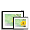 Yellow Daisy - Framed & Mounted Print