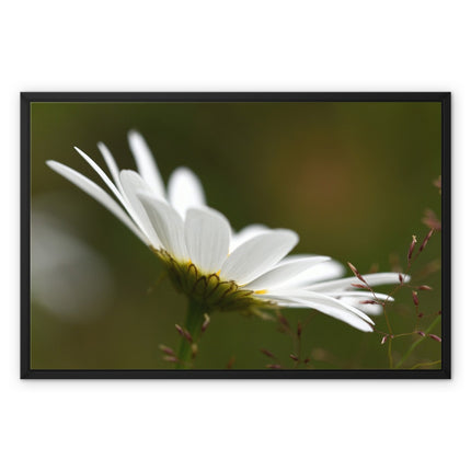 White daisy flower fine art photographic canvas print within a black picture frame. With white wrap.