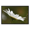 White daisy flower fine art photographic canvas print within a black picture frame. With white wrap.