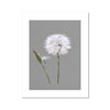 Dandelion seed head and bud minimalist fine art print with a white border. Grey and white art.