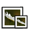 Single white daisy flower fine art prints with black frame and white mount. Square. Different sizes.