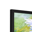 White daisy flowers framed print, close up of top corner detail and black frame