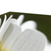 White Daisy Flower, fine art print. Close up view 