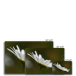 White Daisy Flower, fine art prints. White wrap. Different sizes 