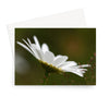 White daisy flower, floral greeting card. Landscape format