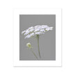 Grey and White Queen Anne's Lace Flower Floral Illustration. Fine art Canvas Print. Unmounted