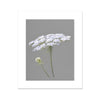 Grey and White Queen Anne's Lace Flower Floral Illustration. Fine art Canvas Print. Unmounted