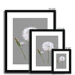 Dandelion art. Grey and white fine art prints in black frame with white mount. Different sizes