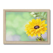 Yellow dahlia daisy flower art print in a natural frame. Landscape format