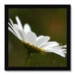 Single, wild, white daisy flower photographic fine art print with black frame. Square.