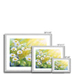 White daisy flowers illuminated by the sunshine artwork. Fine art prints with a white border in a in silver frame