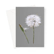 Elegant dandelion seed head art illustration greeting card. Grey and white. Portrait format