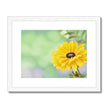 Yellow Dahlia Flower fine art print in a white frame with white mount 