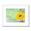 Yellow Dahlia Flower fine art print in a white frame with white mount 