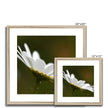 Single white daisy flower fine art prints with natural light wooden frame and white mount. Square. Different sizes.