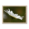 Single, wild, white daisy flower photographic fine art print. Natural light wooden frame. Landscape orientation.