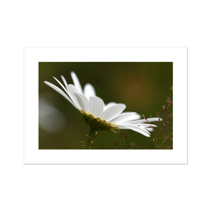 Single White Daisy Flower. Photographic fine art canvas print. Eco-friendly art print. Unmounted