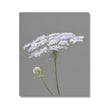 Queen Anne's Lace botanical illustration canvas art print. White and Grey