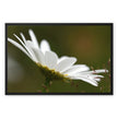 White daisy flower fine art photographic canvas print within a black picture frame. With image wrap.