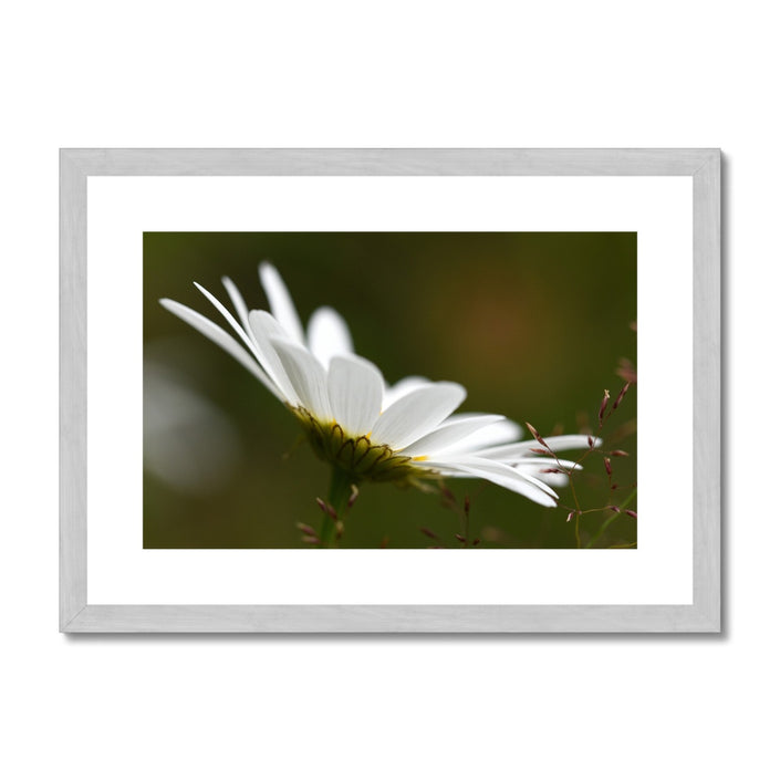 Single white daisy flower fine art print with silver frame and white mount. Landscape orientation.