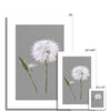 Dandelion seed head and bud artwork, fine art canvas prints, Unmounted. Different sizes