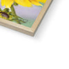 Yellow Daisy fine art print. Close up of bottom corner and natural frame