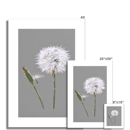 Dandelion seed head and bud artwork fine art canvas print. Grey and white floral art prints. Unmounted. Different sizes