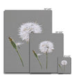 Dandelion seed head and bud fine art canvas prints. Portrait format. Different sizes. Ready to hang.