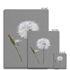 Dandelion seed head and bud fine art canvas prints. Portrait format. Different sizes. Ready to hang.