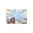 Fall Trees, tree canopy artwork. Fine art canvas print.