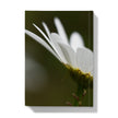 Wild white daisy flower hardback journal. back cover