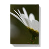 Wild white daisy flower hardback journal. back cover