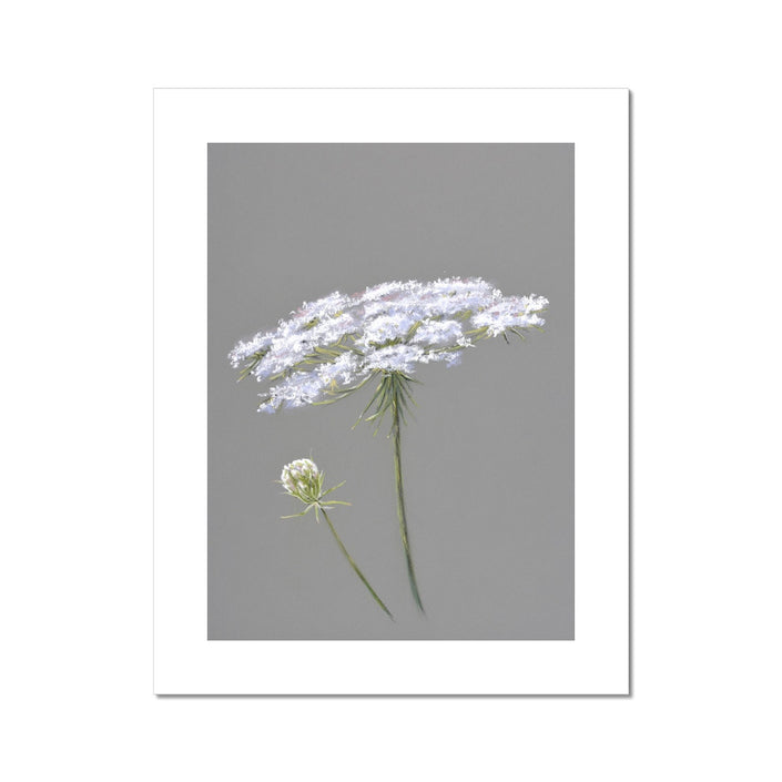 White and grey Queen Anne's Lace flower, artwork illustration. Fine art print