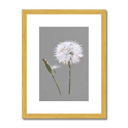 Dandelion seed head art print in gold frame with white mount.