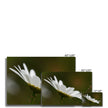 White daisy flower canvas prints. White wrap. Different sizes. Ready to hang