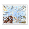 Tree Canopy in Fall, fine art print in white frame. 