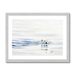 Polar Bear swimming. Artwork print print with a white border and a silver frame.