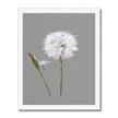 Dandelion seed and bud, art print in white frame. Grey and white wall art