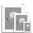 Dandelion seed head and bud artwork prints with a white border. Different sizes.