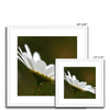 Single white daisy flower fine art prints with white frame and white mount. Square. Different sizes.